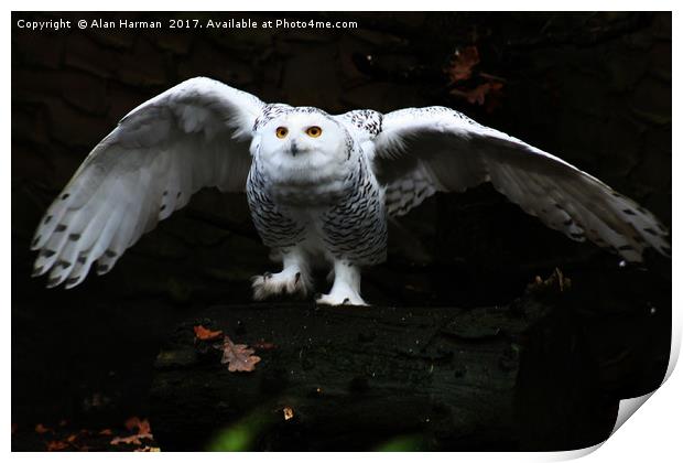 Snowy Owl With Open Wings Print by Alan Harman
