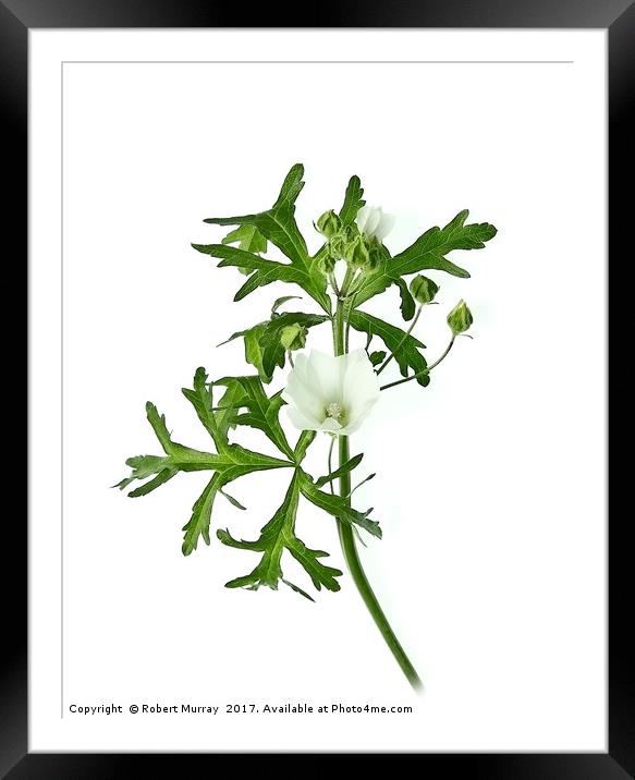 White Mallow Framed Mounted Print by Robert Murray