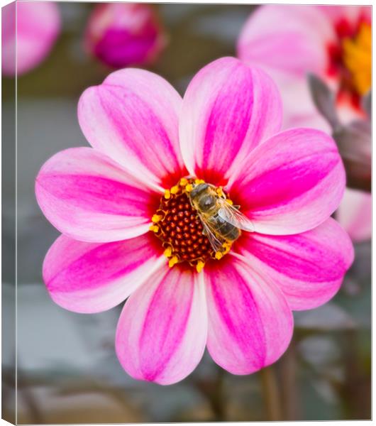 Bees On Dahlia Canvas Print by Darren Burroughs