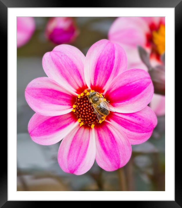 Bees On Dahlia Framed Mounted Print by Darren Burroughs