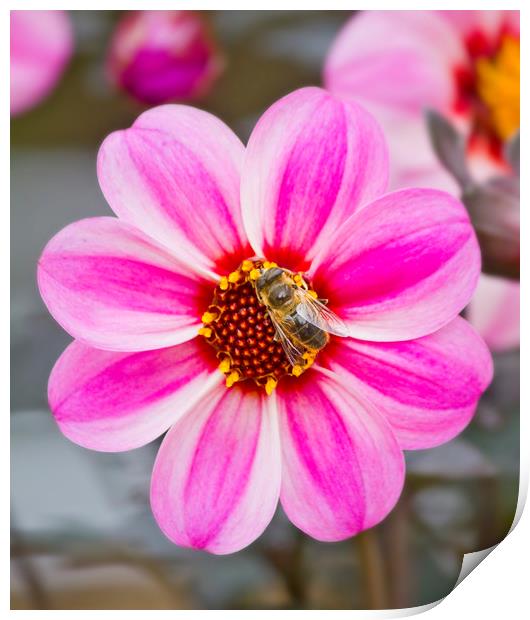 Bees On Dahlia Print by Darren Burroughs