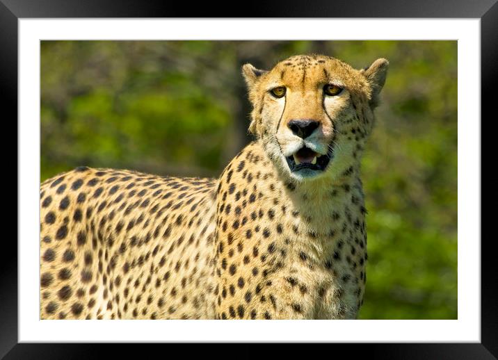 Cheetah Framed Mounted Print by Mary Lane