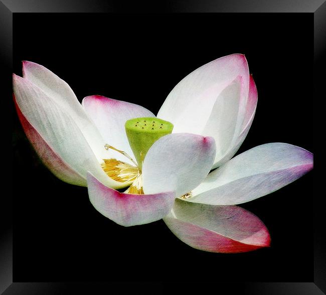 Lotus Blossom Framed Print by Mary Lane