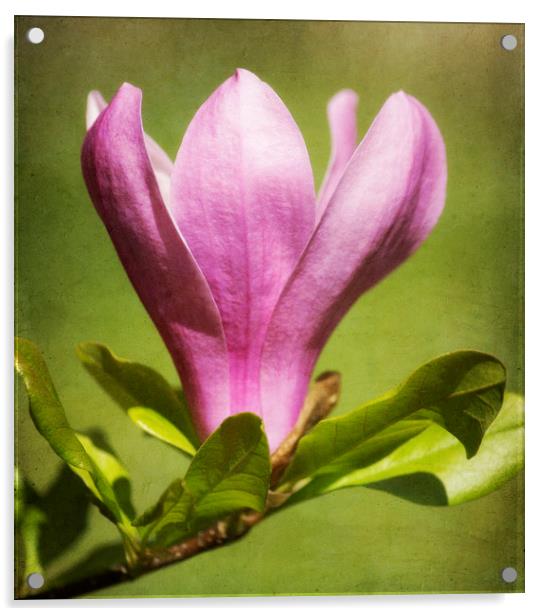 Magnolia Acrylic by Mary Lane