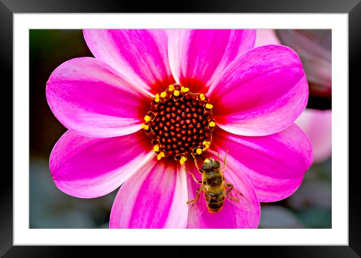 Bees On Dahlia Framed Mounted Print by Darren Burroughs