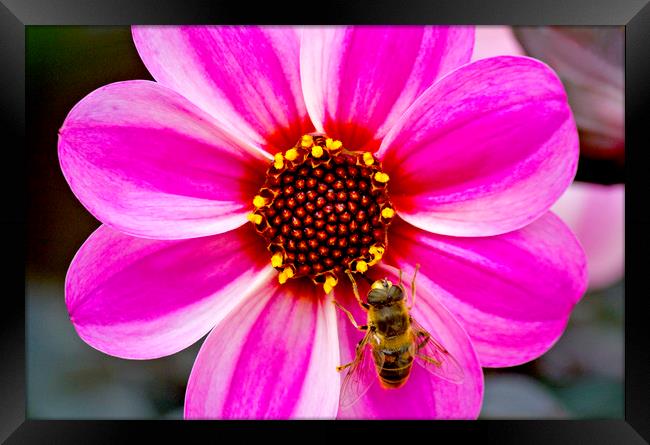 Bees On Dahlia Framed Print by Darren Burroughs