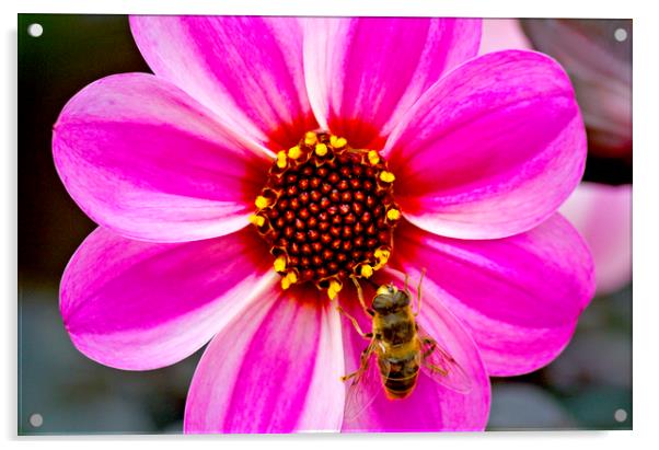 Bees On Dahlia Acrylic by Darren Burroughs