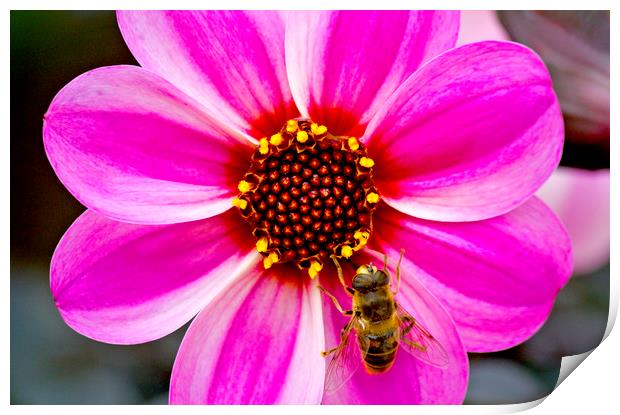 Bees On Dahlia Print by Darren Burroughs