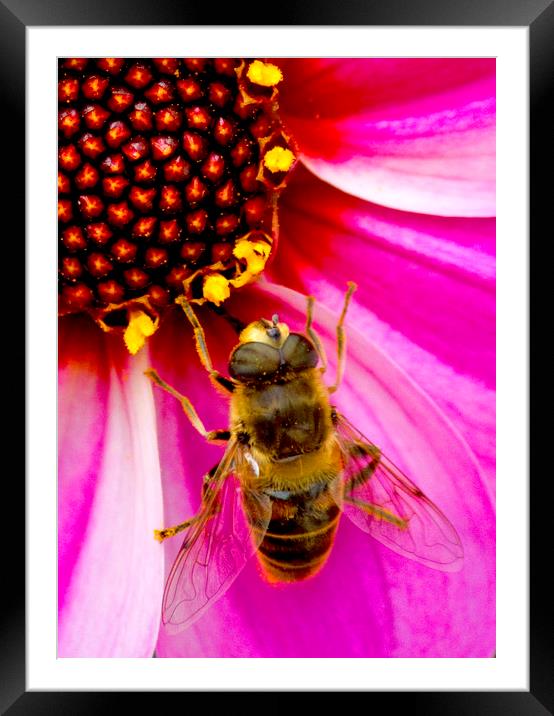 Bee On Dahlia Framed Mounted Print by Darren Burroughs