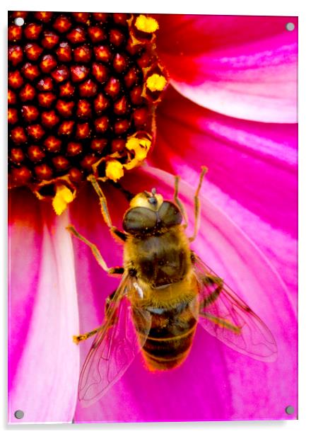 Bee On Dahlia Acrylic by Darren Burroughs