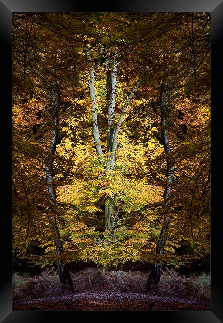 Autumn Jewel Framed Print by Ann Garrett