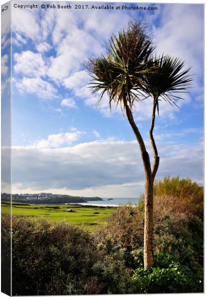 Fistral Palm  Canvas Print by Rob Booth