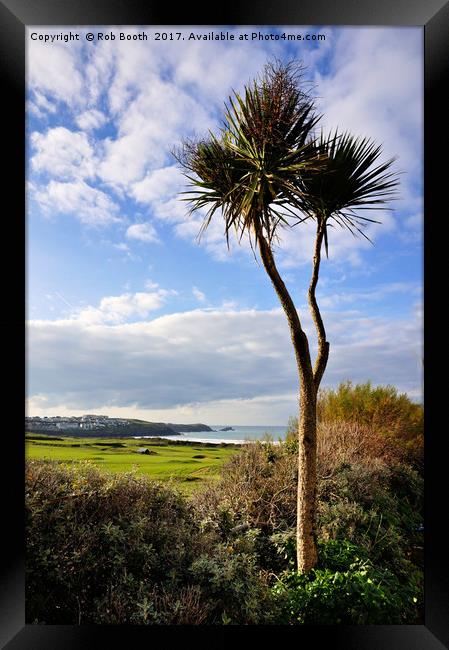 Fistral Palm  Framed Print by Rob Booth