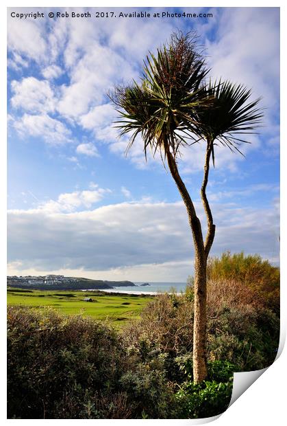 Fistral Palm  Print by Rob Booth