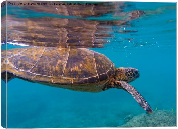 Green sea Turtle, about to divePacific Ocean, Gree Canvas Print by Steve Hughes
