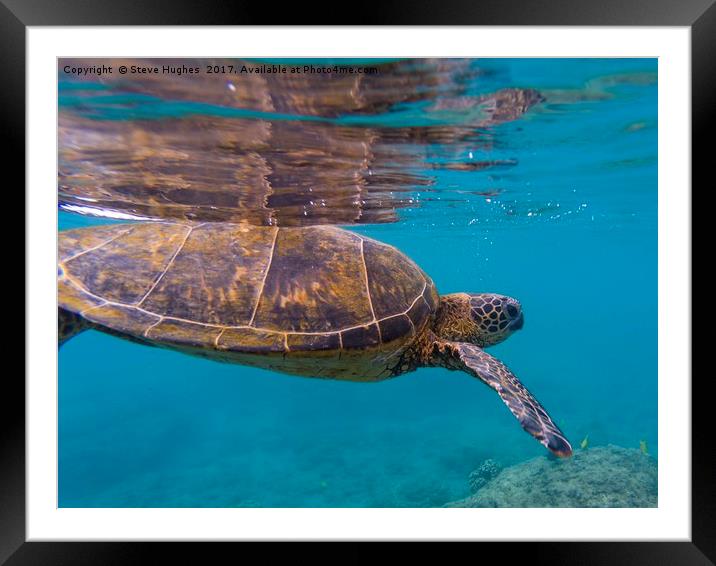 Green sea Turtle, about to divePacific Ocean, Gree Framed Mounted Print by Steve Hughes