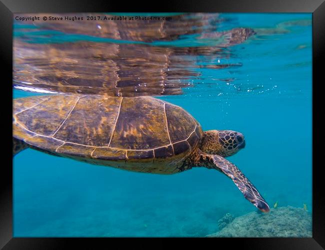 Green sea Turtle, about to divePacific Ocean, Gree Framed Print by Steve Hughes