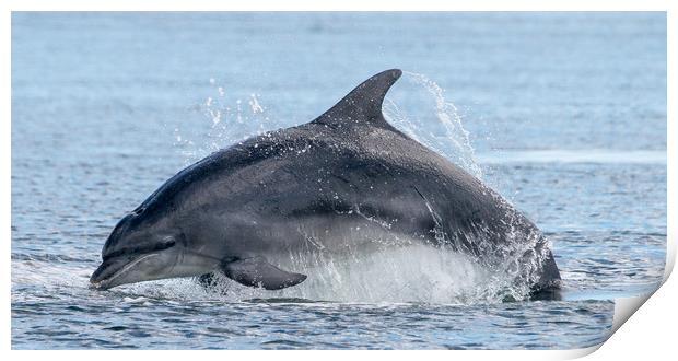 Scottish dolphin  Print by stephen king