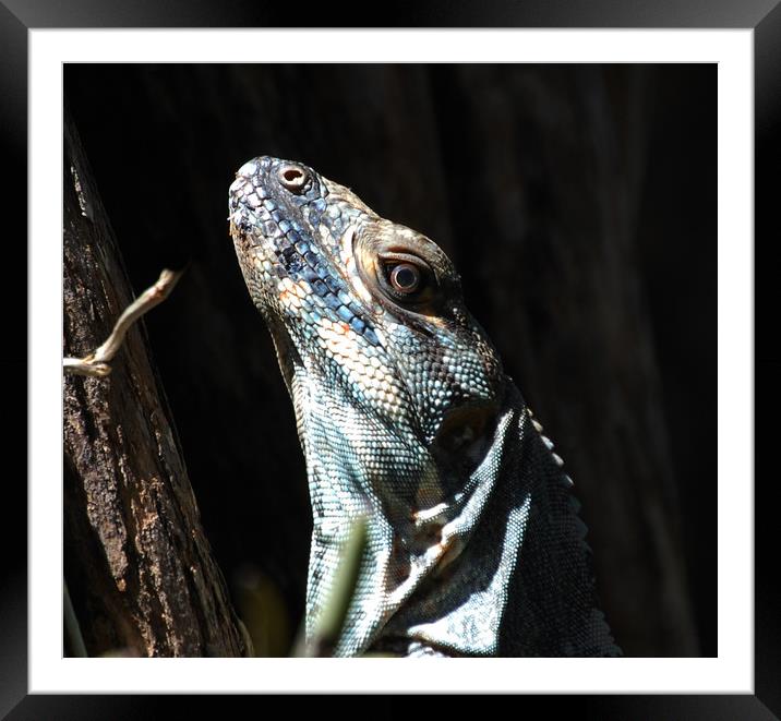 Close Up Lizard Framed Mounted Print by james balzano, jr.
