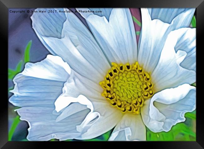 Cosmos Hummingbird white (Digital Art) Framed Print by John Wain