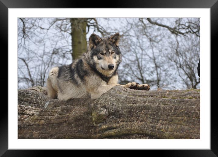 Reclining Wolf Framed Mounted Print by Robin Lodge