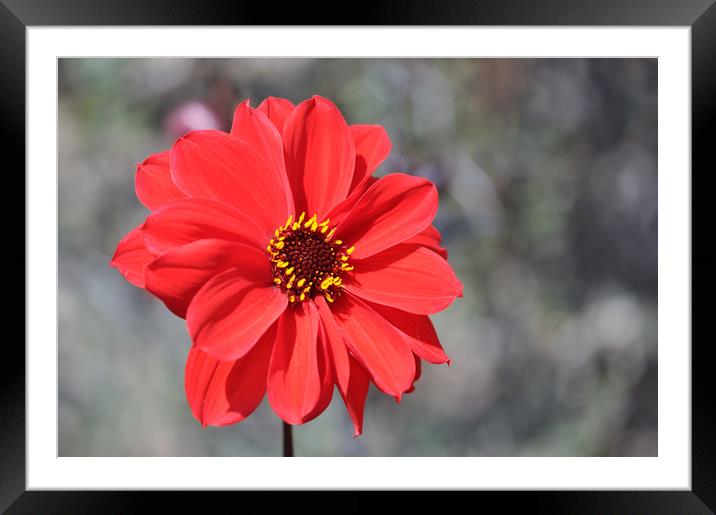 Lone Red Flower Framed Mounted Print by Robin Lodge