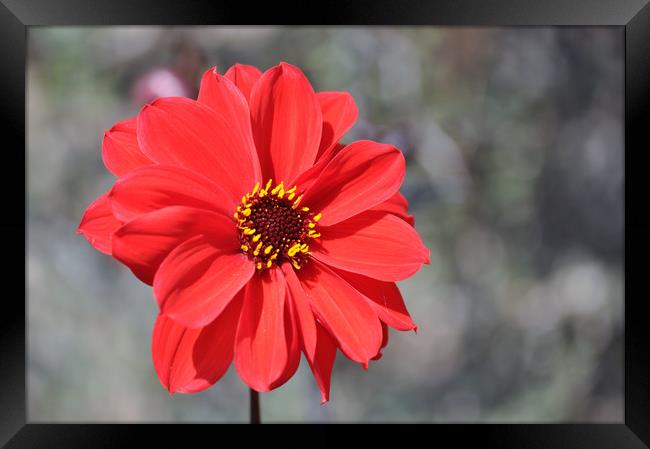 Lone Red Flower Framed Print by Robin Lodge