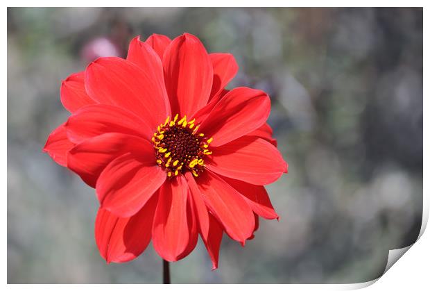 Lone Red Flower Print by Robin Lodge