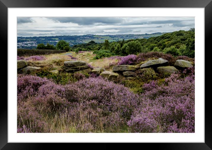 Yorkshire heather and drystone walling Framed Mounted Print by Ros Crosland