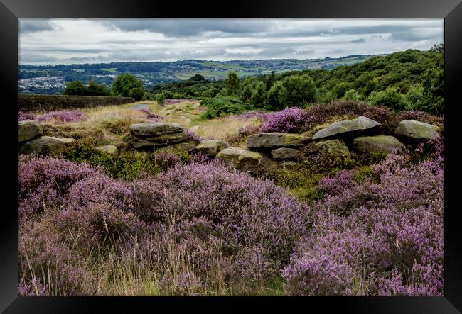 Yorkshire heather and drystone walling Framed Print by Ros Crosland