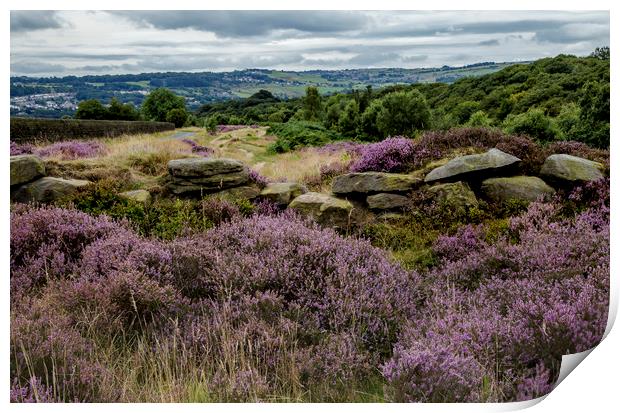 Yorkshire heather and drystone walling Print by Ros Crosland