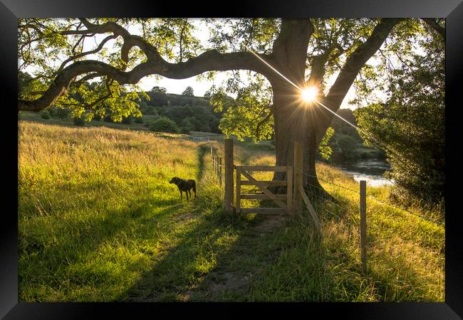 Summer Evening Dog walk Framed Print by Ros Crosland