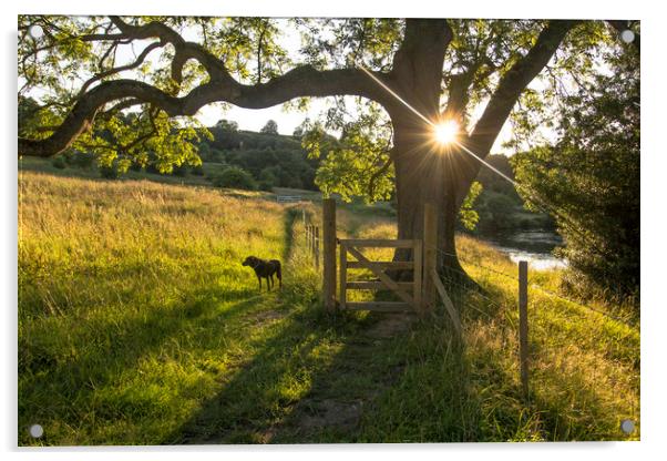Summer Evening Dog walk Acrylic by Ros Crosland