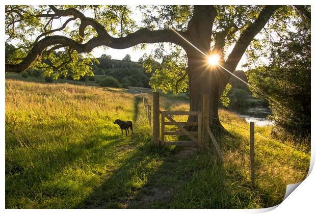 Summer Evening Dog walk Print by Ros Crosland