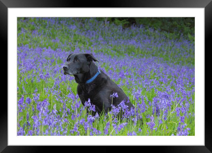 A black labrador surrounded by bluebells. Framed Mounted Print by Ros Crosland