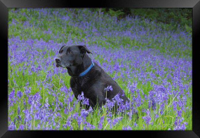 A black labrador surrounded by bluebells. Framed Print by Ros Crosland