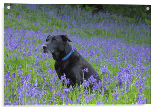 A black labrador surrounded by bluebells. Acrylic by Ros Crosland