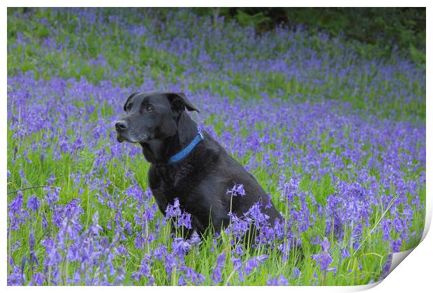 A black labrador surrounded by bluebells. Print by Ros Crosland