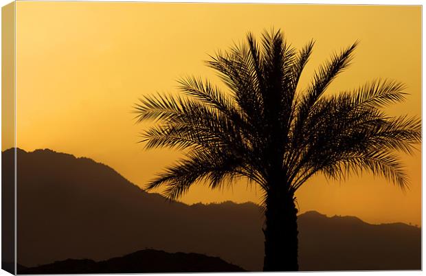 Palm Sunset Canvas Print by Mary Lane