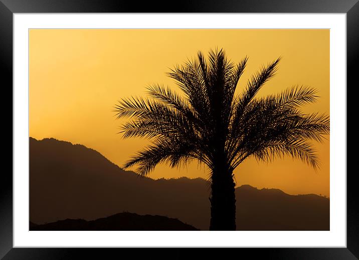 Palm Sunset Framed Mounted Print by Mary Lane