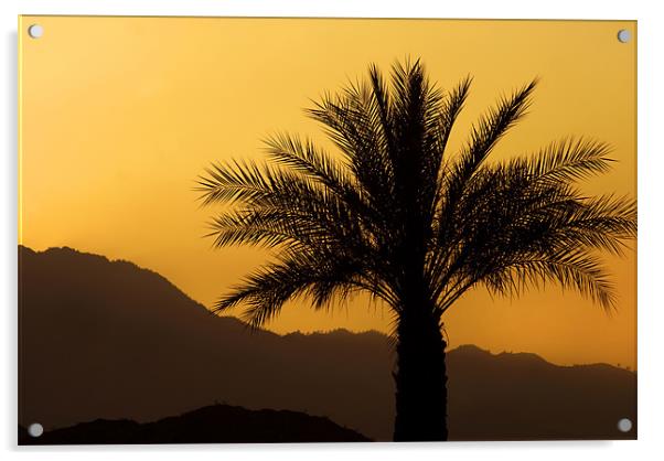 Palm Sunset Acrylic by Mary Lane