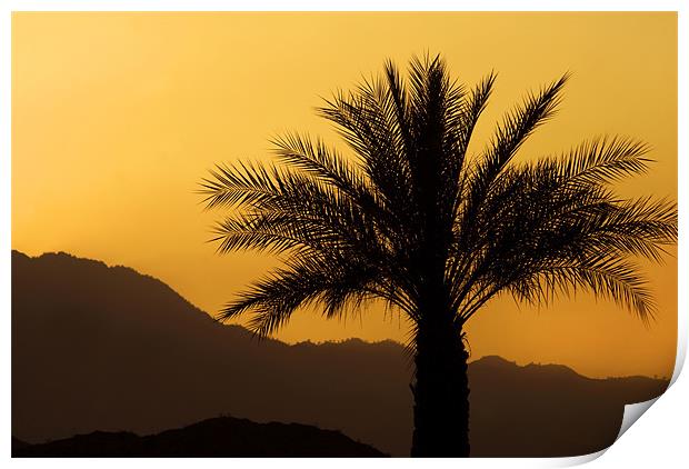 Palm Sunset Print by Mary Lane