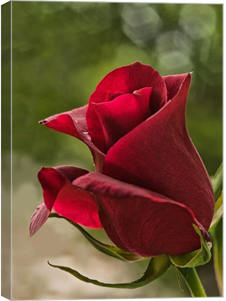 Red Rose with Bokeh Canvas Print by Jacqi Elmslie