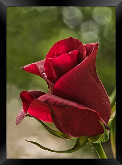 Red Rose with Bokeh Framed Print by Jacqi Elmslie