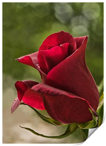 Red Rose with Bokeh Print by Jacqi Elmslie