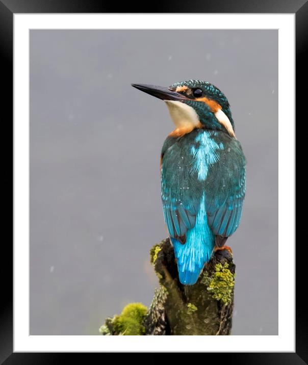 Kingfisher in the rain Framed Mounted Print by Chantal Cooper