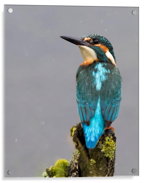Kingfisher in the rain Acrylic by Chantal Cooper