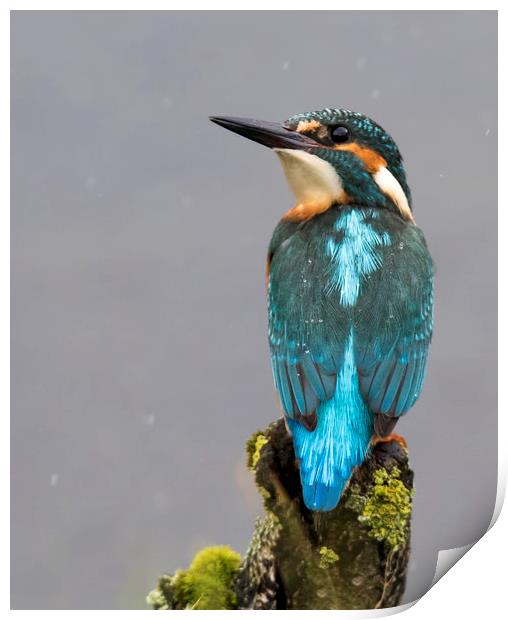 Kingfisher in the rain Print by Chantal Cooper
