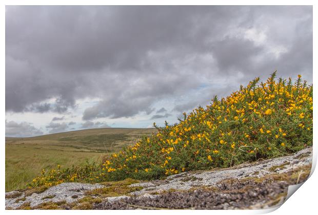 dartmoor national park Print by Images of Devon
