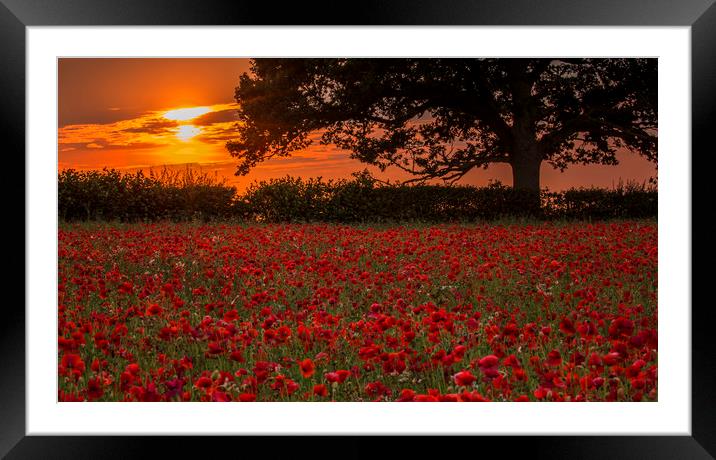 Poppies at Sunset Framed Mounted Print by Chantal Cooper